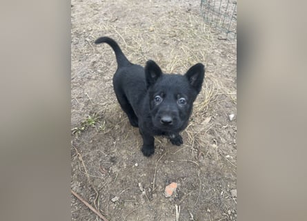 Von Tannengrunder Wald Schäferhund aus der Leistungszucht