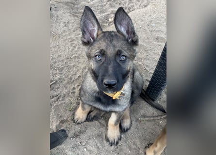 Von Tannengrunder Wald Schäferhund aus der Leistungszucht