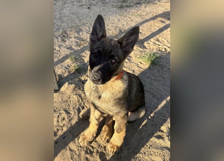 Von Tannengrunder Wald Schäferhund aus der Leistungszucht