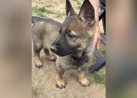 Von Tannengrunder Wald Schäferhund aus der Leistungszucht