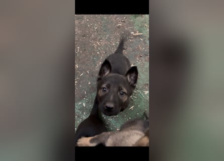 Von Tannengrunder Wald Schäferhund aus der Leistungszucht