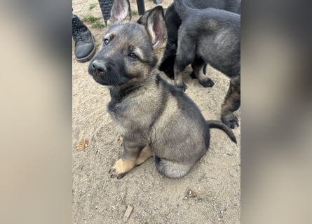 Von Tannengrunder Wald Schäferhund aus der Leistungszucht