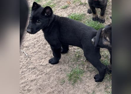 Von Tannengrunder Wald Schäferhund aus der Leistungszucht
