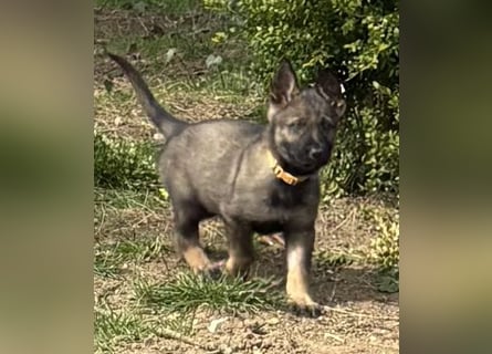 Von Tannengrunder Wald Schäferhund aus der Leistungszucht