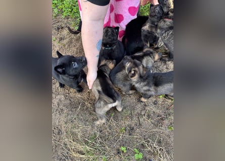 Von Tannengrunder Wald Schäferhund aus der Leistungszucht