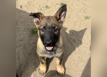 Von Tannengrunder Wald Schäferhund aus der Leistungszucht