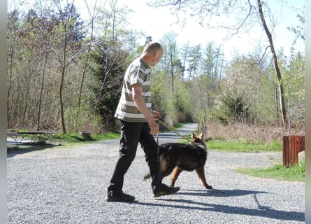 DSH Junghund Langstockhaar