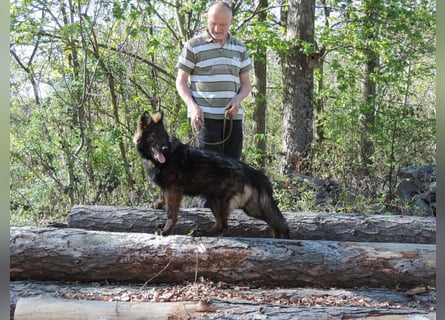 DSH Junghund Langstockhaar