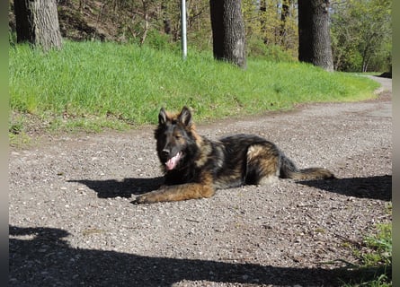 DSH Junghund Langstockhaar