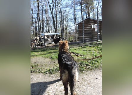 DSH Junghund Langstockhaar