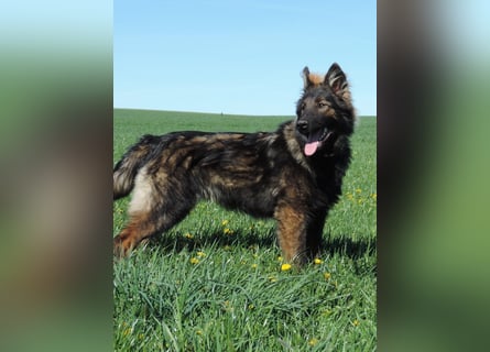 DSH Junghund Langstockhaar