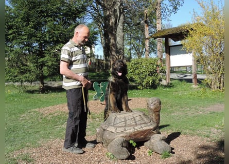 DSH Junghund Langstockhaar