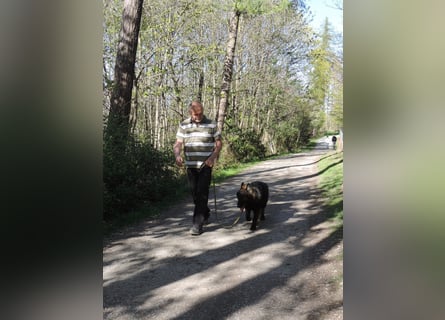 DSH Junghund Langstockhaar