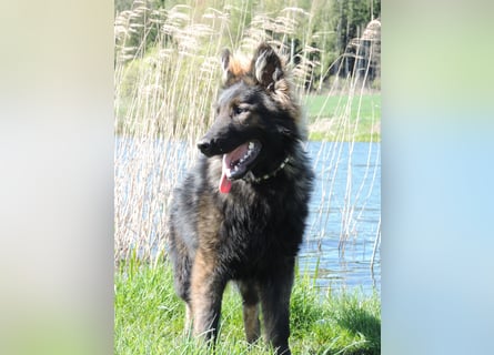 DSH Junghund Langstockhaar