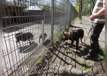 DSH Junghund Langstockhaar