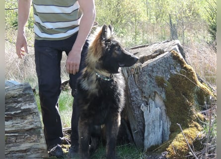 DSH Junghund Langstockhaar