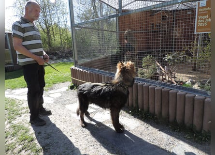 DSH Junghund Langstockhaar