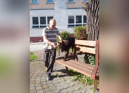 DSH Junghund Langstockhaar