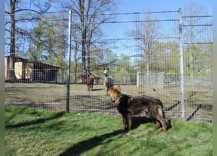 DSH Junghund Langstockhaar