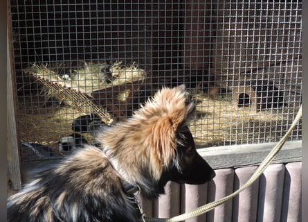 DSH Junghund Langstockhaar