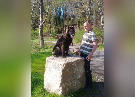 DSH Junghund Langstockhaar