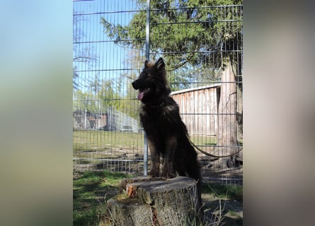 DSH Junghund Langstockhaar