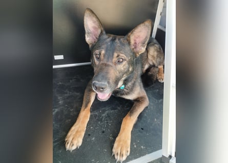 Deutscher Schäferhund sucht neues zu Hause für immer