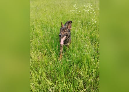 Deutscher Schäferhund sucht neues zu Hause für immer