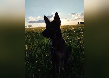 Deutscher Schäferhund sucht neues zu Hause für immer