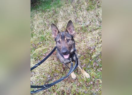 Deutscher Schäferhund sucht neues zu Hause für immer
