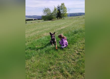 Deutscher Schäferhund sucht neues zu Hause für immer