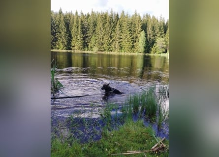 Deutscher Schäferhund sucht neues zu Hause für immer