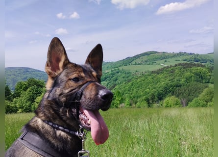 Deutscher Schäferhund sucht neues zu Hause für immer