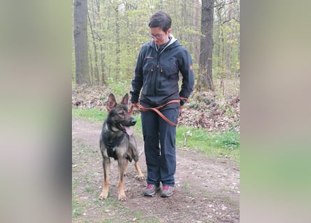 Deutscher Schäferhund sucht neues zu Hause für immer
