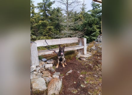 Deutscher Schäferhund sucht neues zu Hause für immer