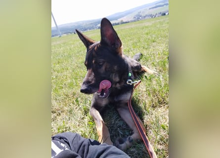 Deutscher Schäferhund sucht neues zu Hause für immer