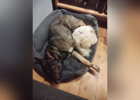 Deutscher Schäferhund sucht neues zu Hause für immer