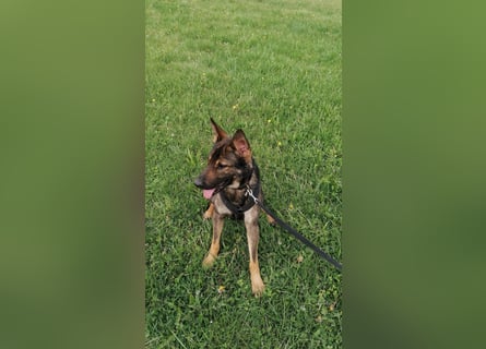 Deutscher Schäferhund sucht neues zu Hause für immer