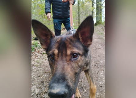 Deutscher Schäferhund sucht neues zu Hause für immer