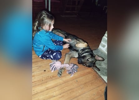 Deutscher Schäferhund sucht neues zu Hause für immer