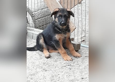 Wunderschöne Schäferhundwelpen  suchen Ende Juni ein schönes zu Hause1