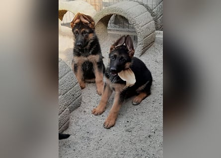 Wunderschöne Schäferhundwelpen  suchen Ende Juni ein schönes zu Hause1