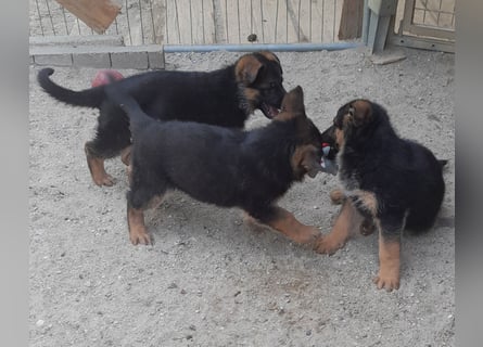 Wunderschöne Schäferhundwelpen  suchen Ende Juni ein schönes zu Hause1
