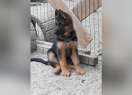 Wunderschöne Schäferhundwelpen  suchen Ende Juni ein schönes zu Hause1