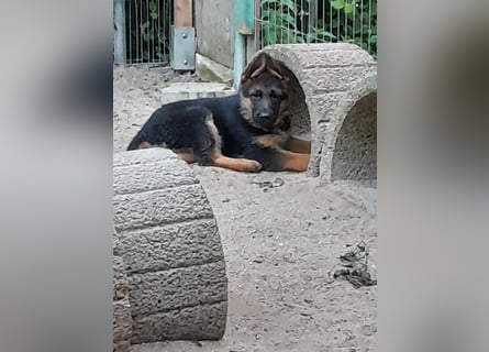 Wunderschöne Schäferhundwelpen  suchen Ende Juni ein schönes zu Hause1
