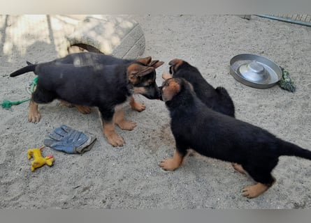 Wunderschöne Schäferhundwelpen  suchen Ende Juni ein schönes zu Hause1