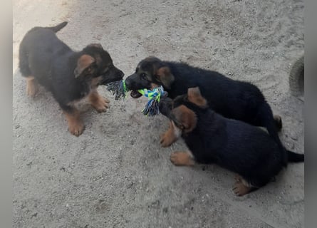 Wunderschöne Schäferhundwelpen  suchen Ende Juni ein schönes zu Hause1
