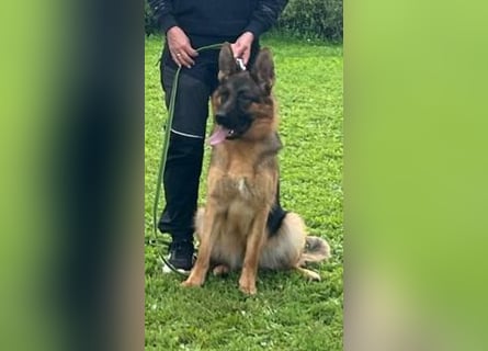 12 Monate alte Schäferhundhündin