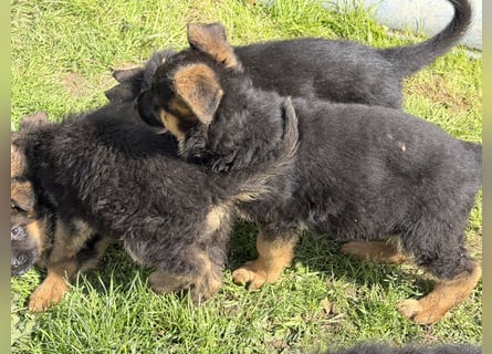Schåferhundwelpen