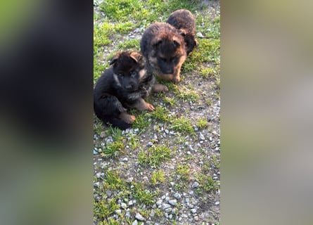 12 Monate alte Schäferhundhündin